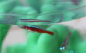 Preview: PolySmooth Filament